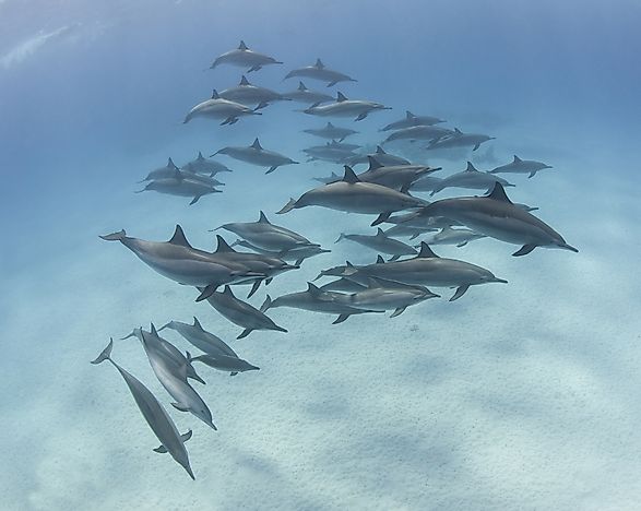#2 Spinner Dolphin