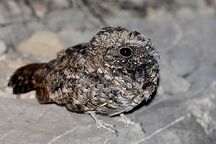 #4 Common Poorwill
