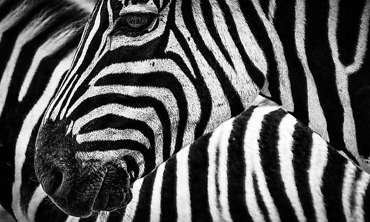 #4 The Secrets Of The Zebra Stripes -