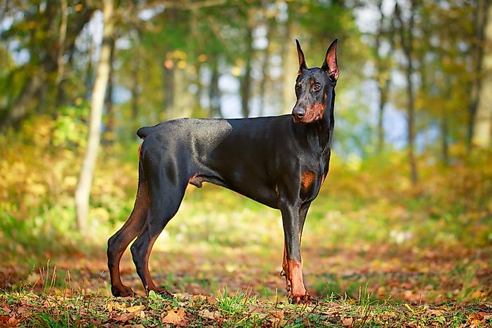 Doberman pinscher. Doberman pinscher.