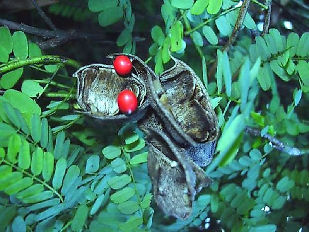 #4 Rosary Pea
