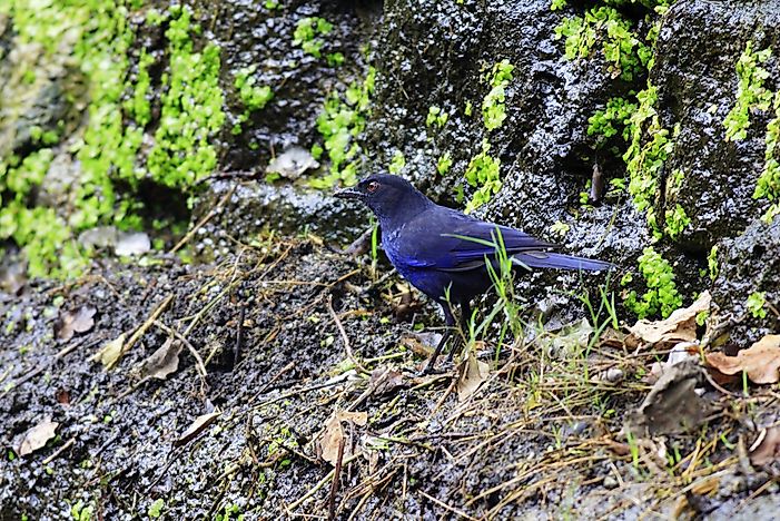#7 Taiwan Whistling Thrush