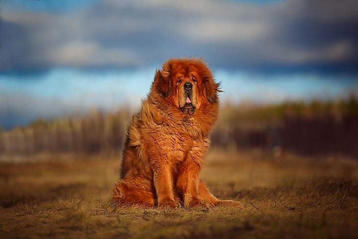 #3 Tibetan Mastiff
