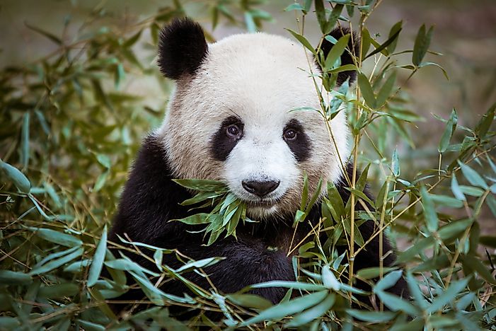 #14 Panda