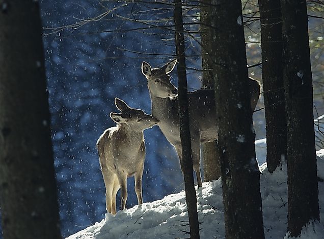 #4 Red Deer