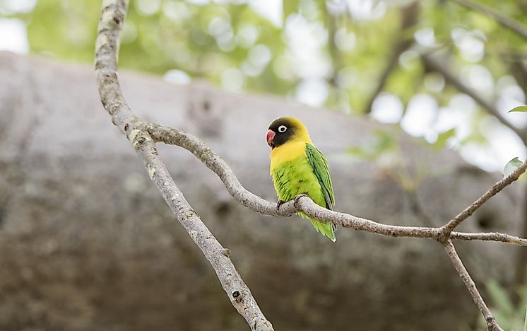 #8 Yellow-collared Lovebird