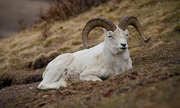 #8 Dall Sheep