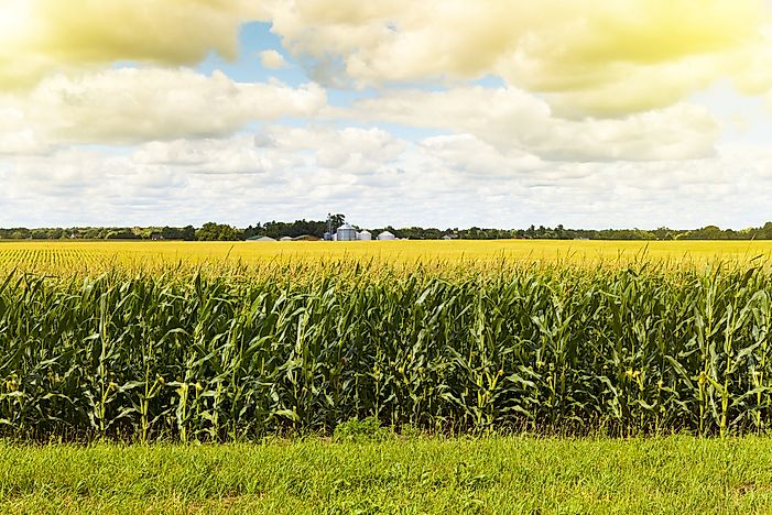 What Region of the United States is Corn Production Prevalent?