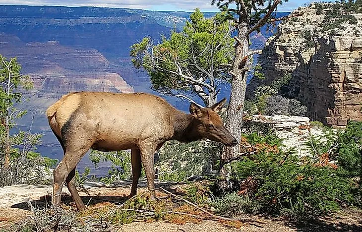 #6 Elk And Mule Deer