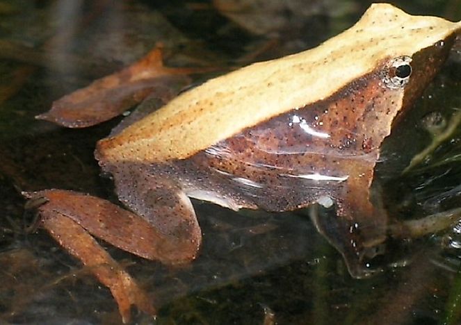 The Amphibians Of Argentina