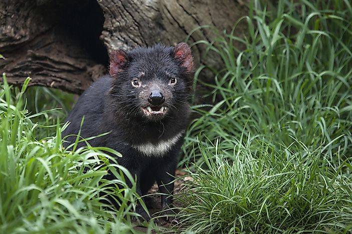 #1 Tasmanian Devil