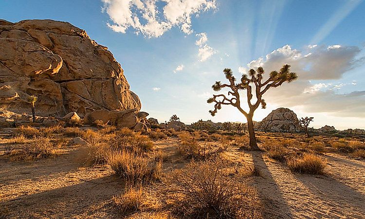 National Parks In California