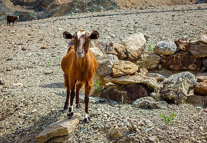#7 Arabian Tahr