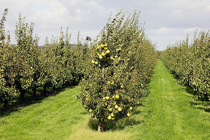 Where do Pears Grow?