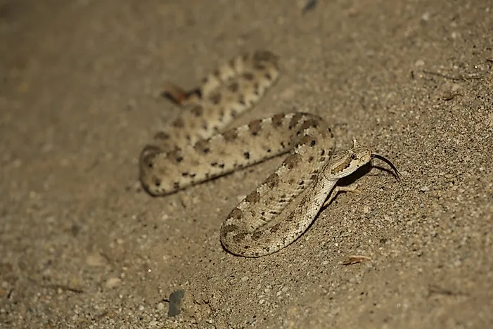 #7 Sidewinder Rattlesnake