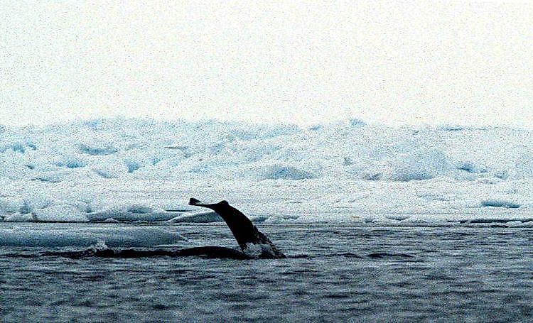 What Is A Polynya? What Is The Ecological Significance Of A Polynya?