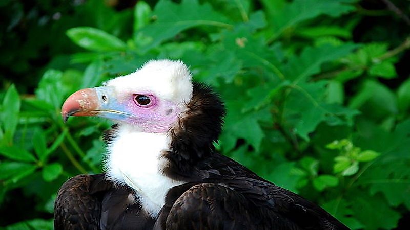#13 White-headed vulture