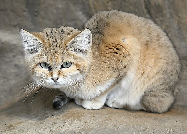 #2 Sand Cat