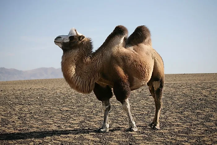 #2 Bactrian Camel