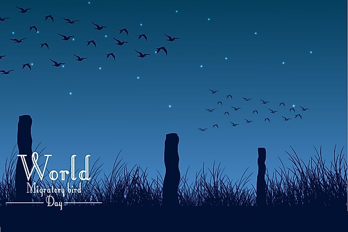 When and Why is World Migratory Bird Day Celebrated?