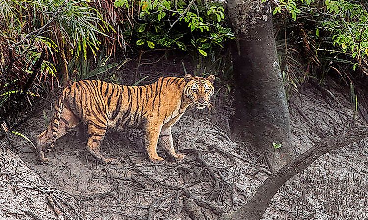 #3 Sunderbans National Park -