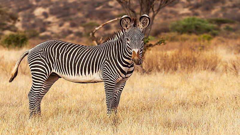 Kenya Prepares To Count Endangered Grevy's Zebras At "Great Grevy's Rally 2020"