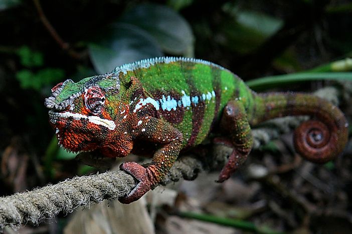 #9 Panther Chameleon