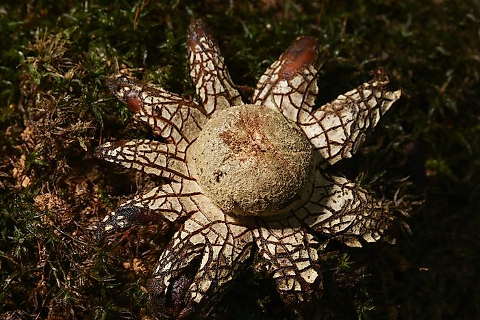 What is a False Earthstar?