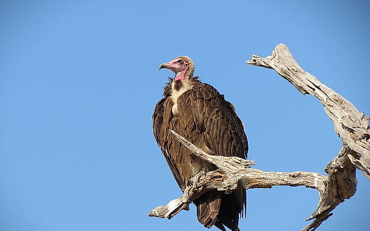#10 Hooded vulture