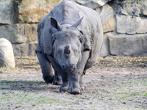 #9 Indian Rhinoceros