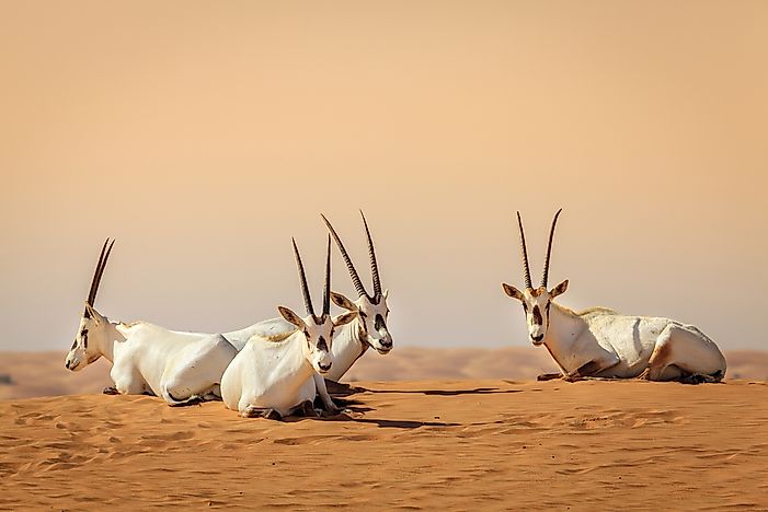 What Animals Live In The United Arab Emirates?