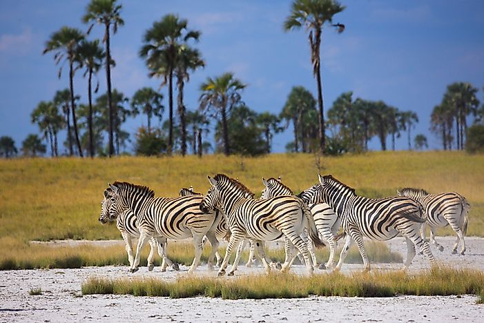 #2 Kgalagadi Transfrontier National Park