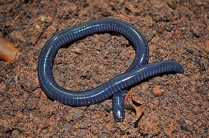 Notable Amphibians Of Bolivia