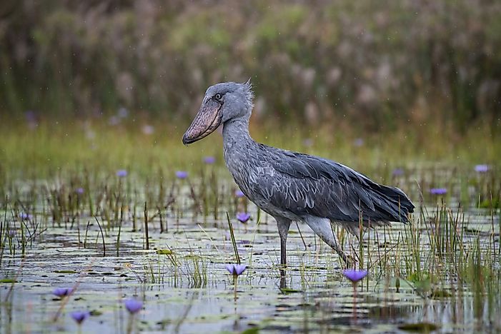Shoebill Facts - Animals of Africa