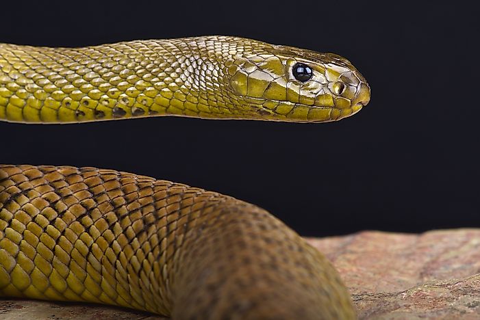 #7 Venomous Snakes