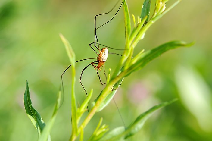Daddy Long Leg Facts: Animals of the World