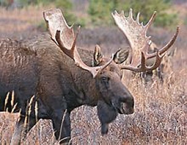 #7 Eastern Moose