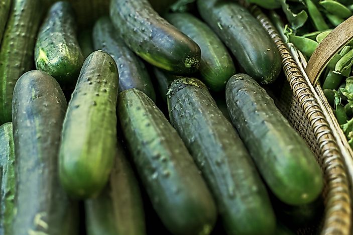 The World Leaders In Cucumber Production