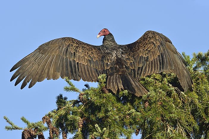#2 Turkey Vulture