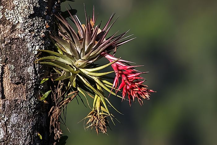 What Is An Epiphyte?