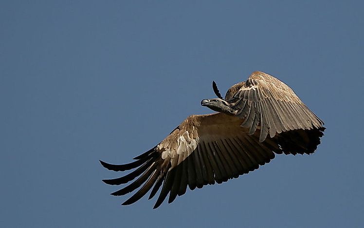 #9 Cape vulture