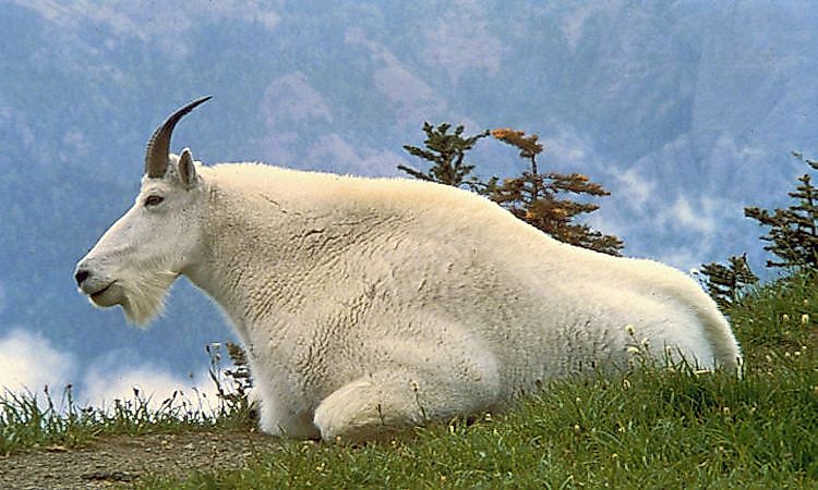 #1 Flora And Fauna -