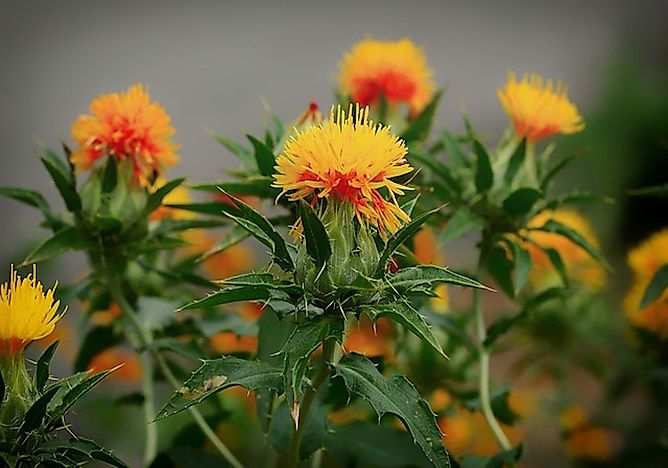 World's Top Safflower Producing Countries