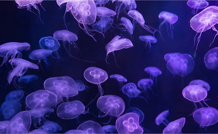 Moon jellyfish Aurelia aurita. Moon jellyfish Aurelia aurita.