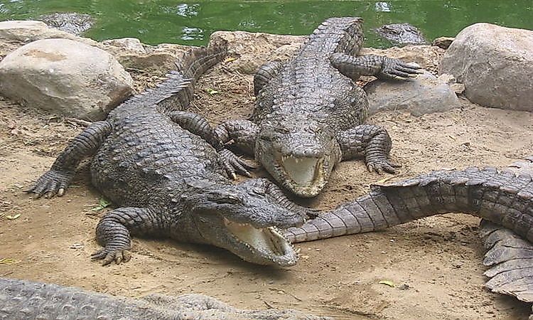 #9 Mugger crocodile -