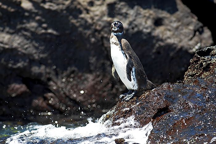 A Galápagos penguin. A Galápagos penguin.