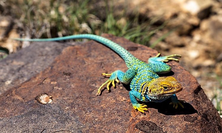#10 Chuckwalla And Collared Lizards