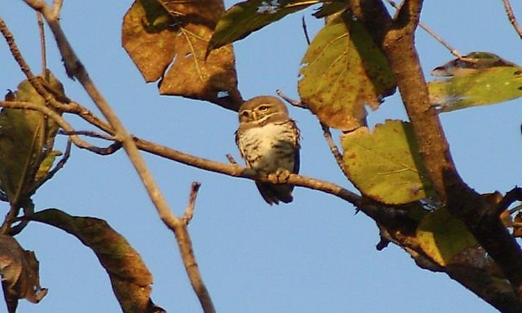 # 9 Corujinha da floresta -  