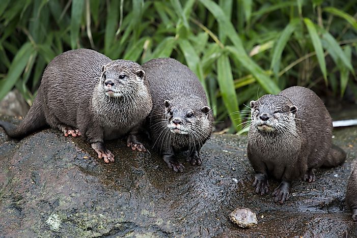 Sweden's Most Threatened Mammals