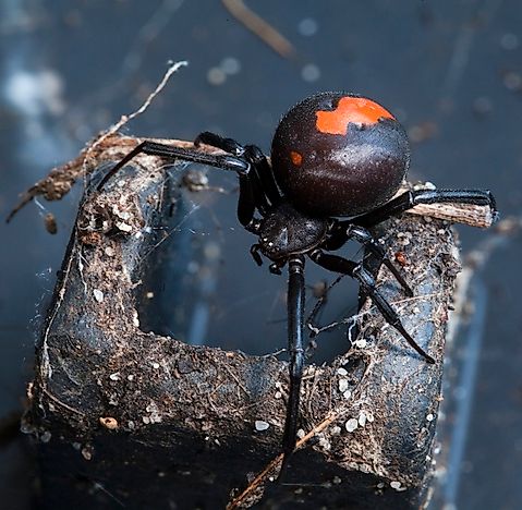 #4 Redback Spiders